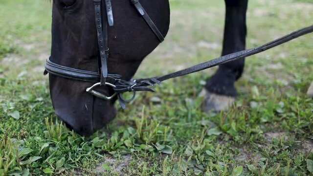 A woman strokes a black horse with her hand. Summer.