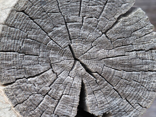 Silvery end, sawn down old aspen log with cracks in the old loghouse; close-up