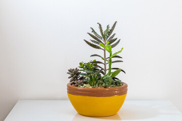 Handmade vase with plants for decorative use in residential interior displays charming and varied succulents.