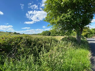 Fototapeta na wymiar Hedgerow with long grass, a tree next to fields, and a road near, Tong, Bradford