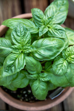 Basil growing in pot 