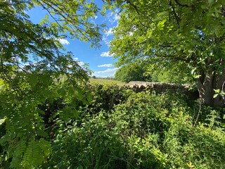 Fototapeta premium Hedgerow with trees, and a meadow over a dry stone wall
