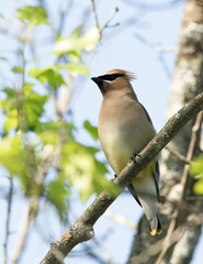 A Cedar Waxwing bird on a branch surrounded by foliage