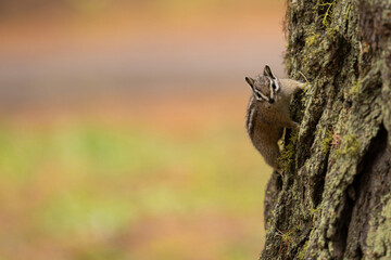 chipmunk looking at you