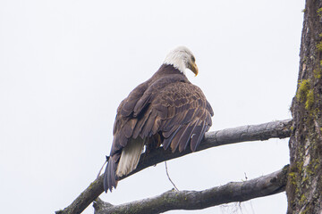 white tailed eagle