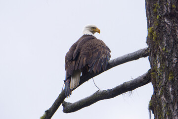 Bald Eagle Looking out