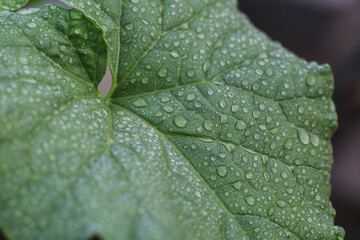 green leaf with water drops