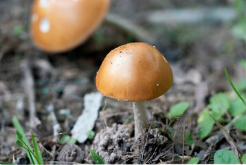 Macro small brown galerina mushroom on forest floor