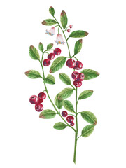 Bush cranberry, wild berry watercolor