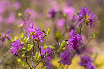 Obraz premium A bee sits on the flowers of Ledum
