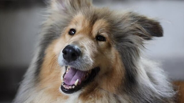 collie dog outdoor, close up view #01