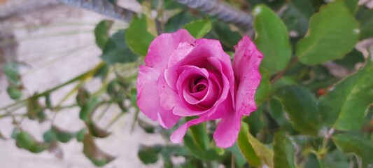 pink rose in the garden