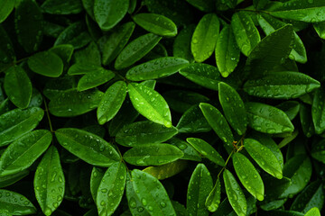 Water drops on dark foliage green leaf after rain background in rainy season