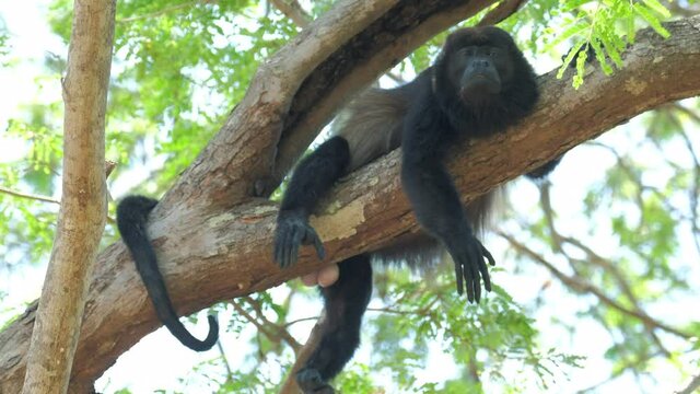 Mantled howler monkey (Alouatta palliata) relaxes on the tree in a forest in Costa Rica
