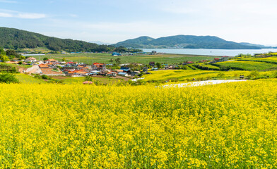 바닷가의  노란 유채꽃 마을