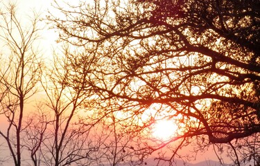 日本の田舎の風景　1月　夕陽と夕焼と裸木のシルエット