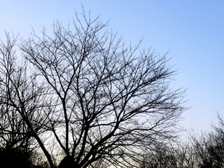 日本の田舎の風景　1月　夕暮れ時の桜の裸木のシルエット