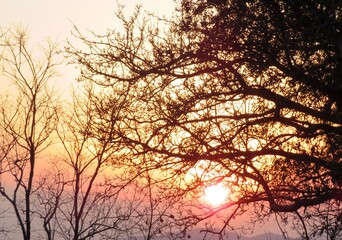 日本の田舎の風景　1月　夕陽と夕焼と裸木のシルエット