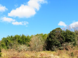 日本の田舎の風景　1月　真冬の山の木々と青空