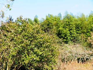Fototapeta na wymiar 日本の田舎の風景　1月　花　山茶花の大木
