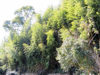 Obraz premium 日本の田舎の風景 1月 花 山茶花の大木