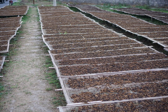 Indonesian tobaco
