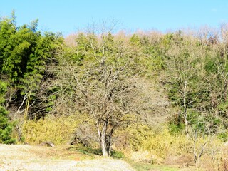 日本の田舎の風景　1月　真冬の山の木々と青空　柿の木の裸木