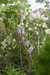 Tea tree is an evergreen myrtaceae tree that is native to Australia and its leaves provide essential oils for relaxation.