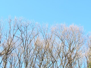 日本の田舎の風景　1月　真冬の山の木々と青空