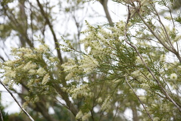Tea tree is an evergreen myrtaceae tree that is native to Australia and its leaves provide essential oils for relaxation.