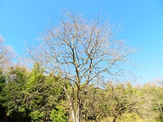 日本の田舎の風景　1月　真冬の山の木々と青空　柿の木の裸木