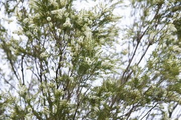 Tea tree is an evergreen myrtaceae tree that is native to Australia and its leaves provide essential oils for relaxation.
