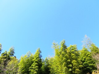 日本の田舎の風景　1月　真冬の山の木々と青空