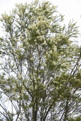 Fototapeta premium Tea tree is an evergreen myrtaceae tree that is native to Australia and its leaves provide essential oils for relaxation.