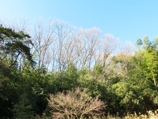 日本の田舎の風景　1月　真冬の山の木々と青空