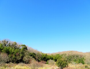 日本の田舎の風景　1月　真冬の山の木々と青空