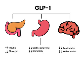 GLP-1 mechanism of action. Glucagon-like peptide target organs