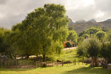 landscape with trees