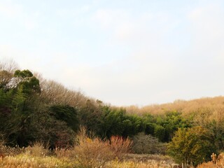 Obraz premium 日本の田舎の風景 1月 真冬の山の木々と夕陽