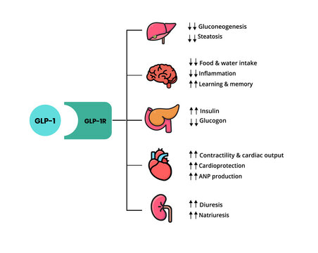 GLP-1 mechanism of action. Glucagon-like peptide target organs that have the GLP-1R receptors