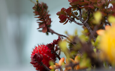 red succulent  plant