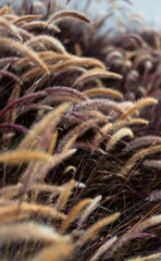 dry grass in the wind