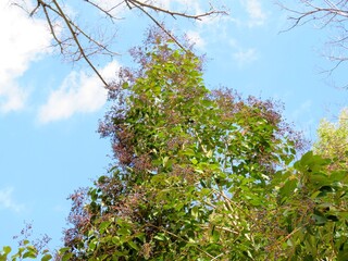 日本の田舎の風景　1月　オオカナメモチの実
