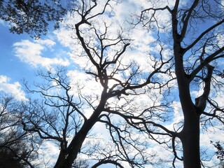 日本の田舎の風景　1月　裸木の梢と青空と雲