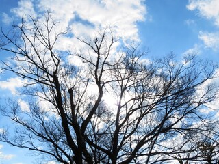 日本の田舎の風景　1月　裸木の梢と青空と雲