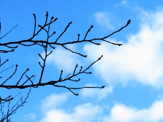 日本の田舎の風景　1月　裸木の梢と青空と雲