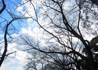 日本の田舎の風景　1月　裸木の梢と青空と雲