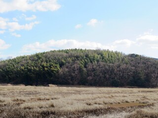 日本の田舎の風景　1月　真冬の田んぼと山の木々