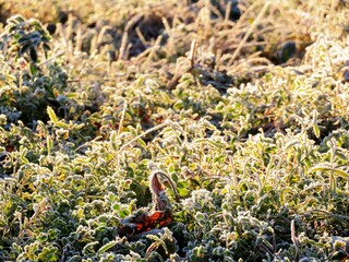 日本の田舎の風景　1月　冬の霜の朝　朝日と草原