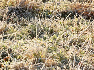 日本の田舎の風景　1月　冬の霜の朝　朝日と草原